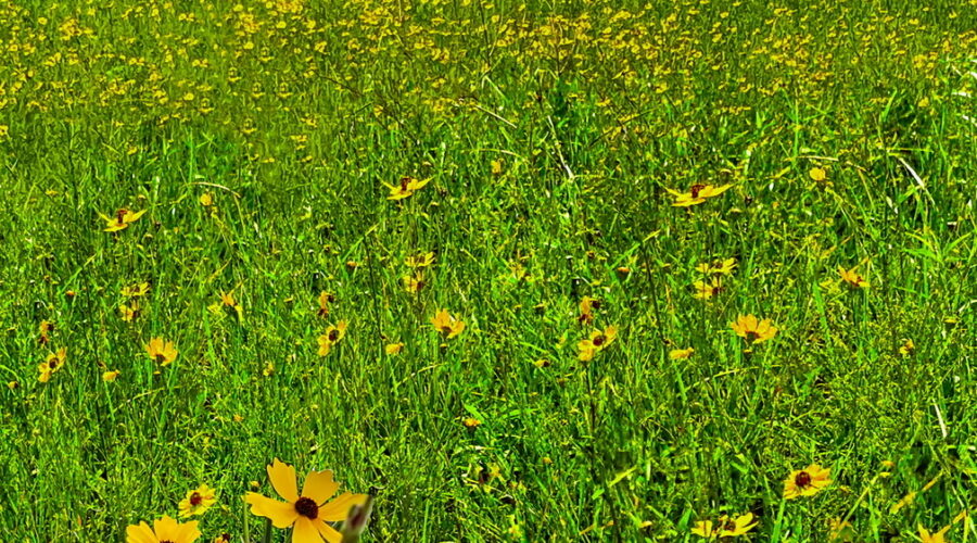 A field full of tickseeds from the genus Coreopsis is a beautiful sight in late summertime.