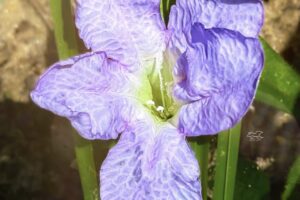 Carolina petunias are well known for having pretty, purple flowers.