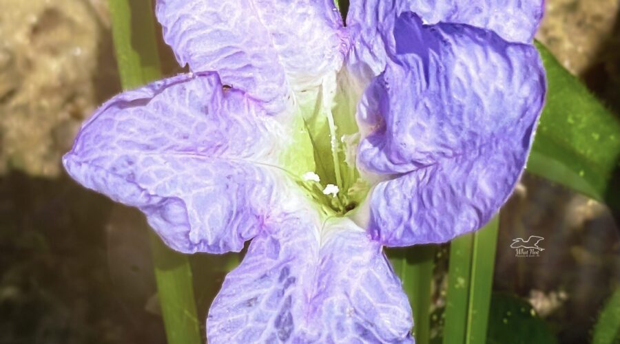 Carolina petunias are well known for having pretty, purple flowers.