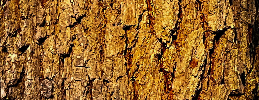 The early morning sun shining through the forest spotlights a spot on the trunk of a large live oak trees.