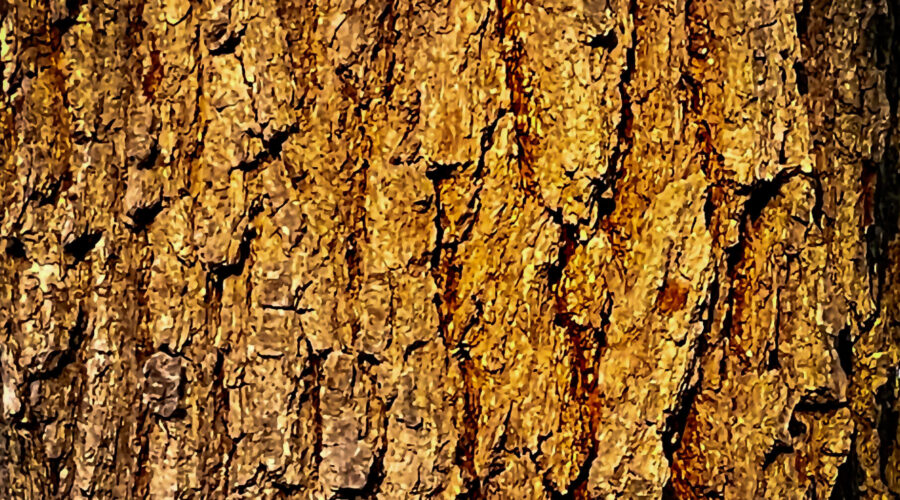The early morning sun shining through the forest spotlights a spot on the trunk of a large live oak trees.