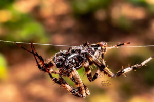 A spotted orb weavers race across single strands of silk to get from one place to another