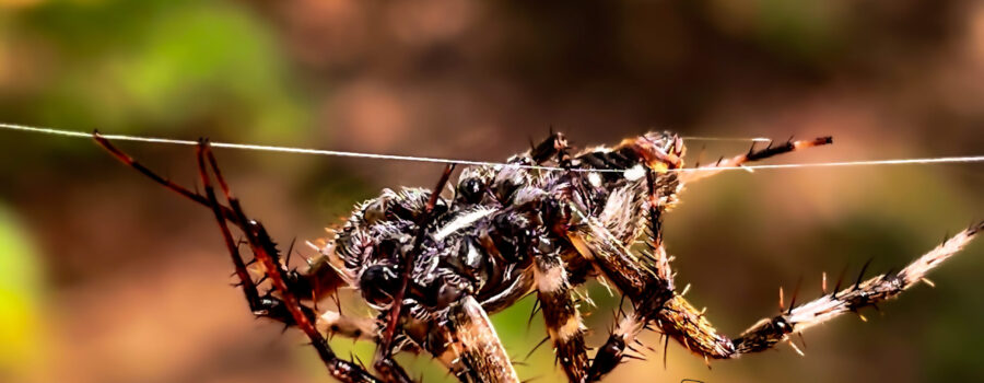 A spotted orb weavers race across single strands of silk to get from one place to another