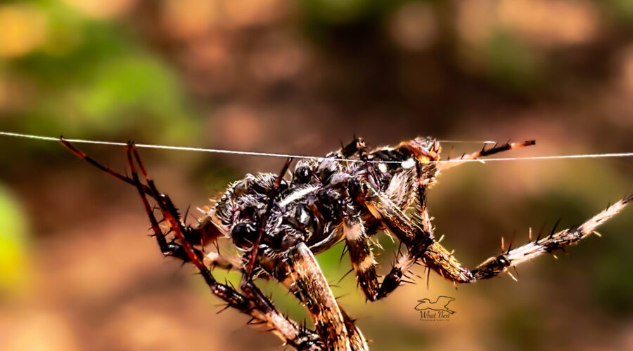 A spotted orb weavers race across single strands of silk to get from one place to another