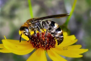 Longhorn bees are excellent pollinators due to the fine hairs on their legs and bodies.