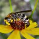 Common Longhorn Bees are Really Great Fall Pollinators