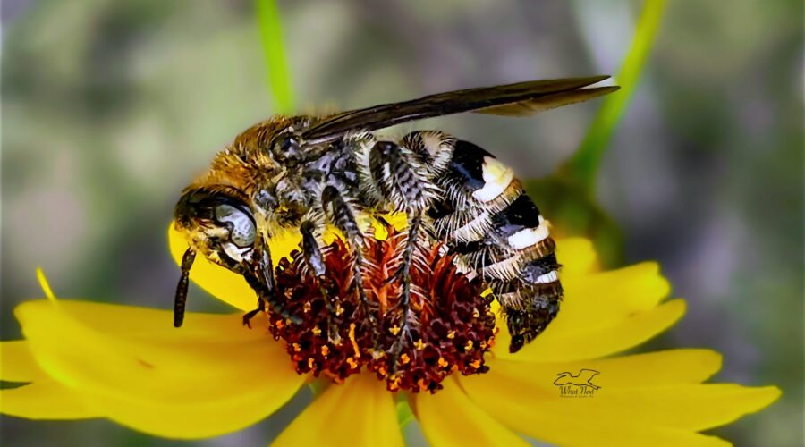 Longhorn bees are excellent pollinators due to the fine hairs on their legs and bodies.