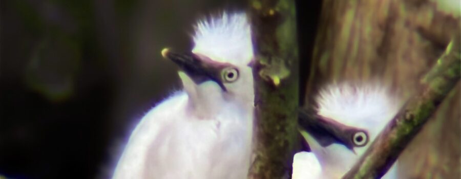 A pair of cattle egret chicks wait for the parent birds to return to the nest to feed them.