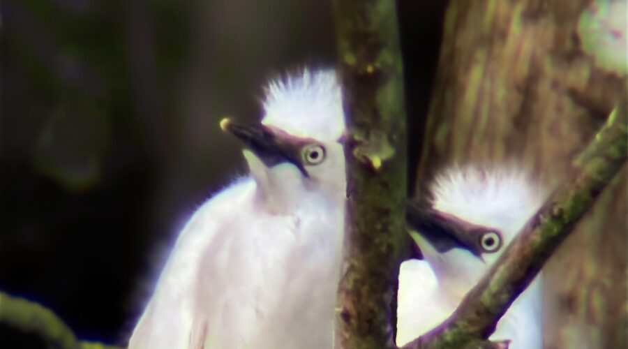 A pair of cattle egret chicks wait for the parent birds to return to the nest to feed them.