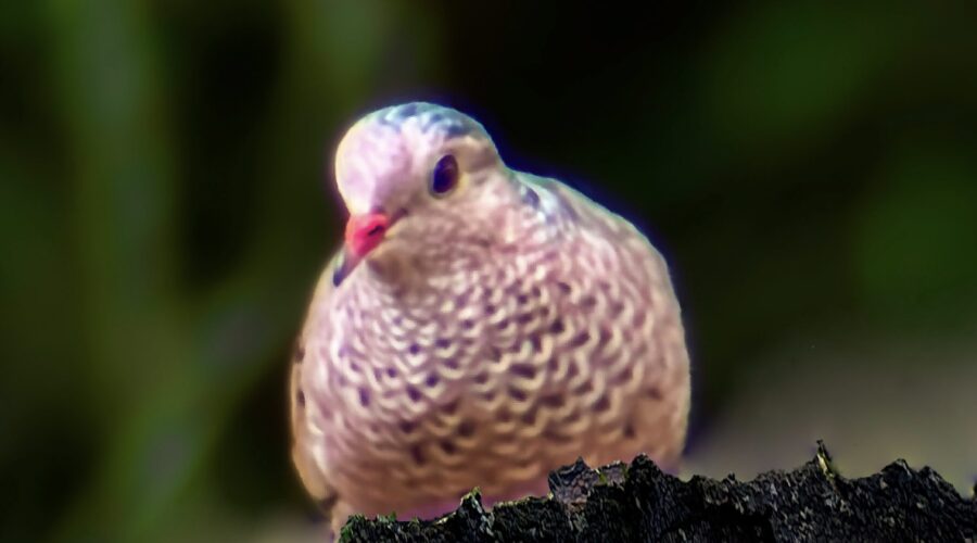 This little common ground dove sits on a branch waiting for the squirrels to kick food out of the feeder.