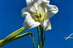 A lily plant with flowers and buds shines in the afternoon sunlight.