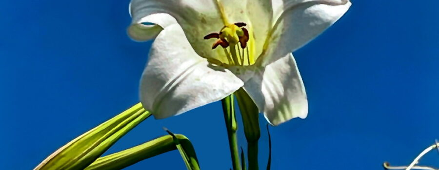 A lily plant with flowers and buds shines in the afternoon sunlight.