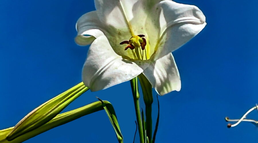 A lily plant with flowers and buds shines in the afternoon sunlight.