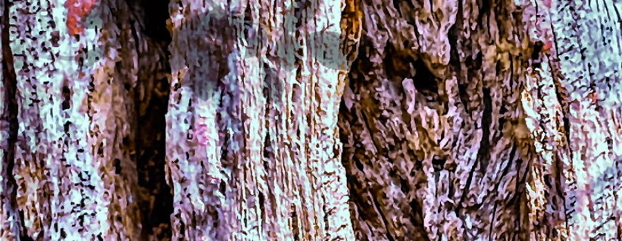 A long dead oak tree trunk is covered with several types of lichen of various colors.