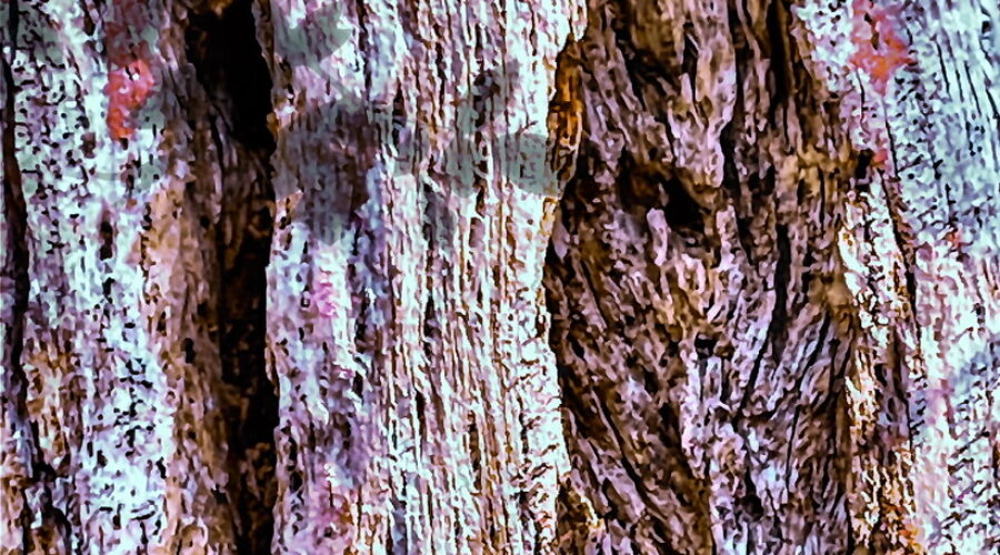 A long dead oak tree trunk is covered with several types of lichen of various colors.