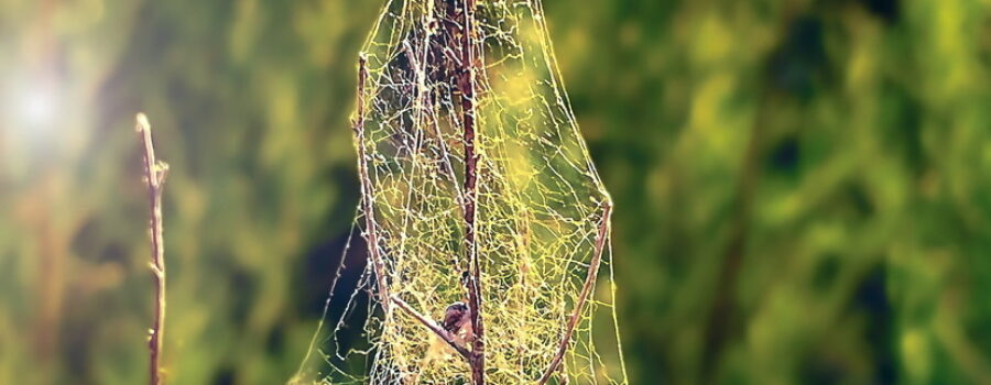 A three dimensional spider web shines in the early morning sun.