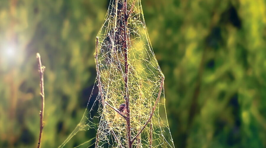 A three dimensional spider web shines in the early morning sun.