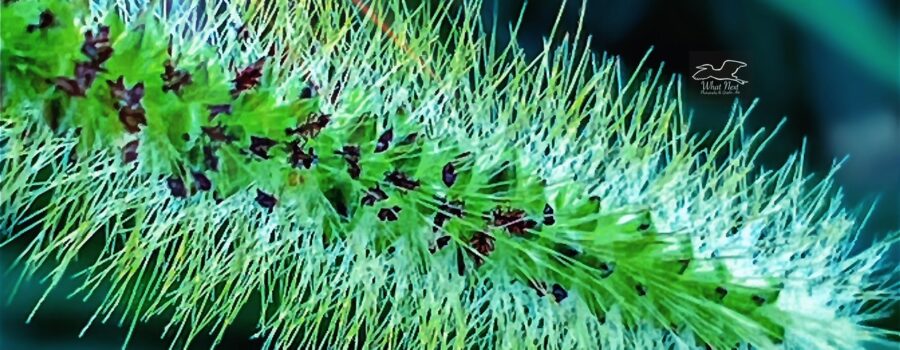 A green marsh bristlegrass seed head is covered in hairy spikes that protect the seeds.