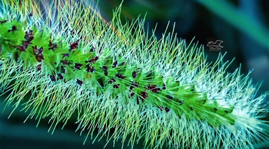 A green marsh bristlegrass seed head is covered in hairy spikes that protect the seeds.