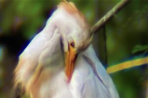 An adult cattle egret preens itself before settling in for the evening.