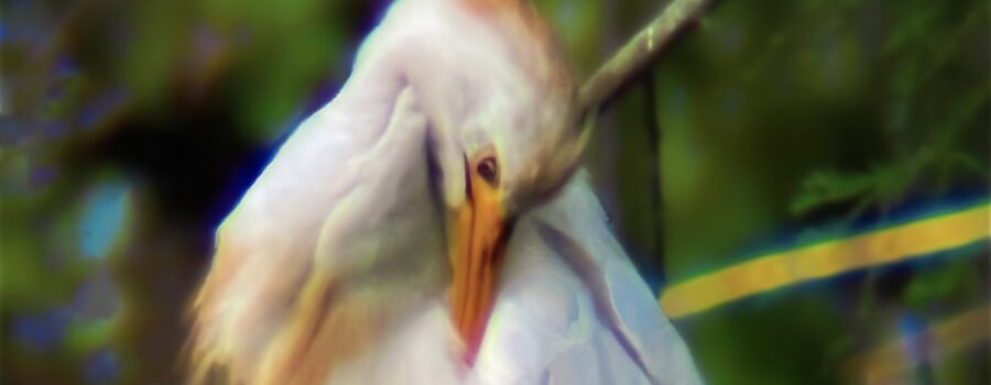 An adult cattle egret preens itself before settling in for the evening.