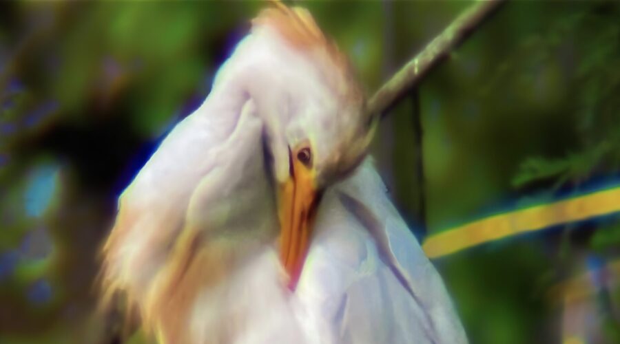 An adult cattle egret preens itself before settling in for the evening.