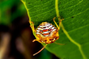 An immature lady bug crawls along the edge of a leaf.