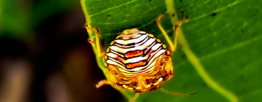 An immature lady bug crawls along the edge of a leaf.
