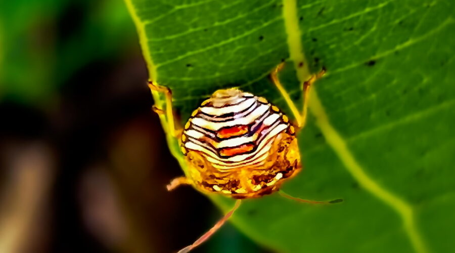 An immature lady bug crawls along the edge of a leaf.