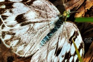 The checkered white butterfly is known by its white background with dark brown to black checkers scattered over the wings.