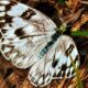 The Checkered White is an Interesting Little Butterfly