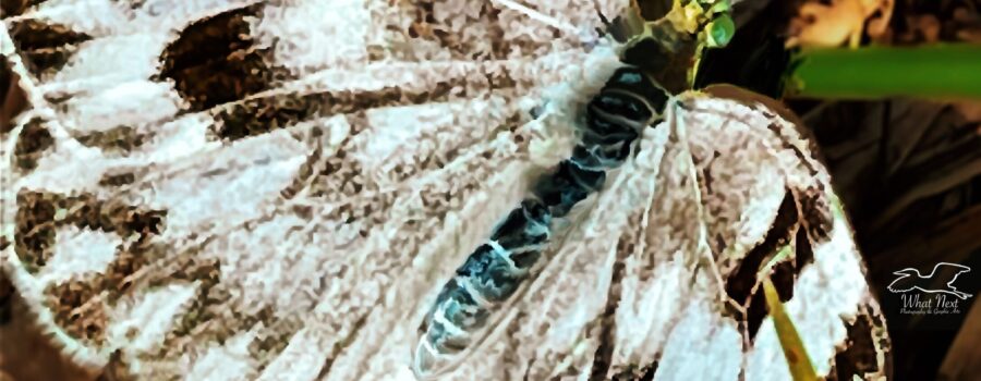 The checkered white butterfly is known by its white background with dark brown to black checkers scattered over the wings.