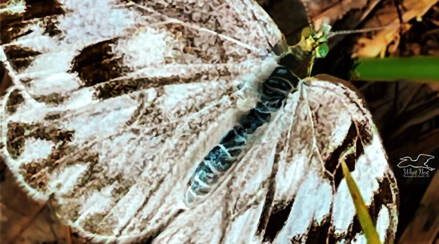 The checkered white butterfly is known by its white background with dark brown to black checkers scattered over the wings.