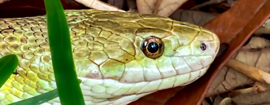 A yellow rat snake attempts to hide itself in the grass along a wooded path.