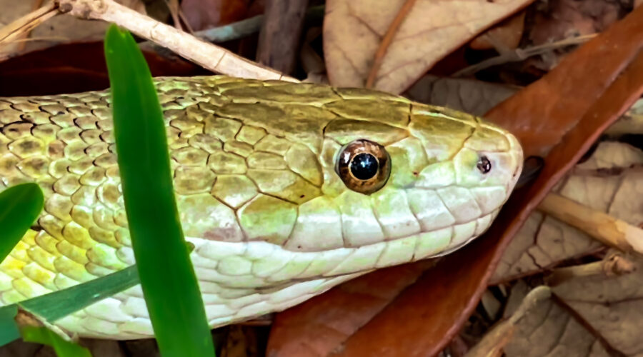 A yellow rat snake attempts to hide itself in the grass along a wooded path.