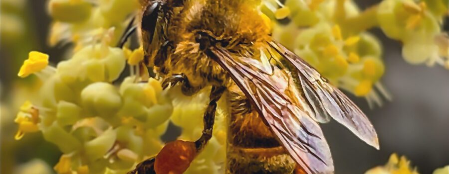 A wild honey bee sips nectar from a bunch of sumac flowers.