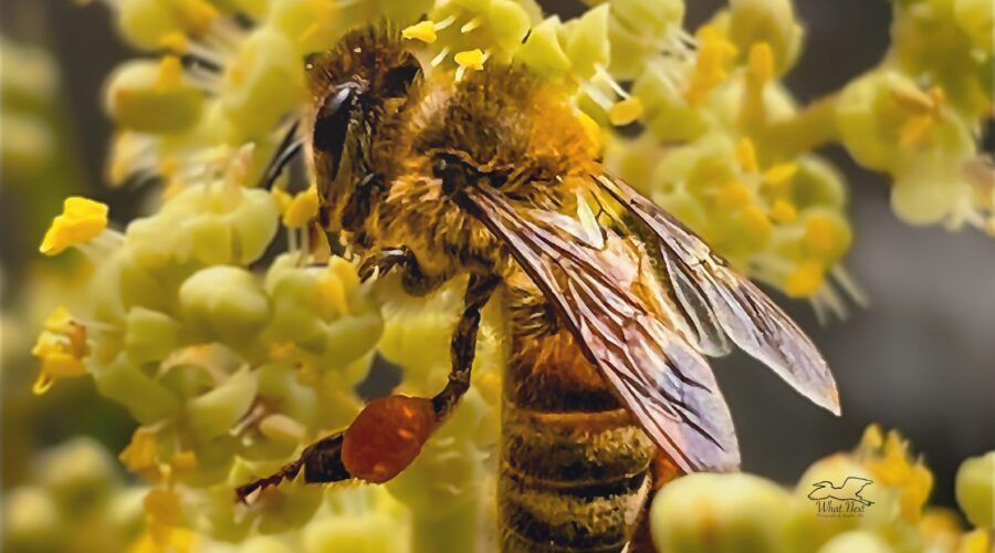 A wild honey bee sips nectar from a bunch of sumac flowers.