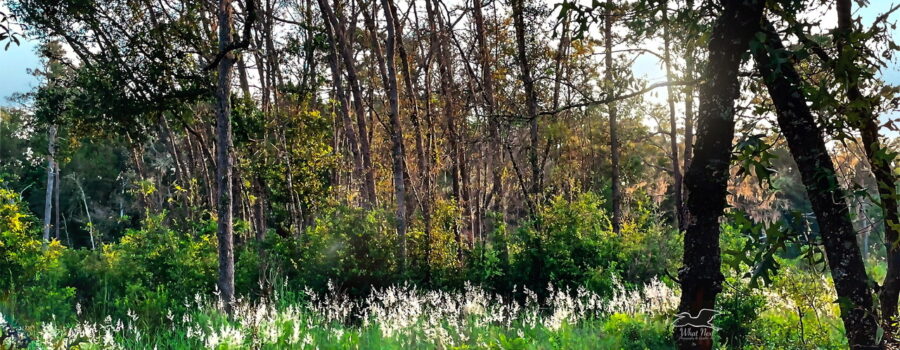 The morning sun lights up the tops of a patch of Cogon grass, making them almost glow.