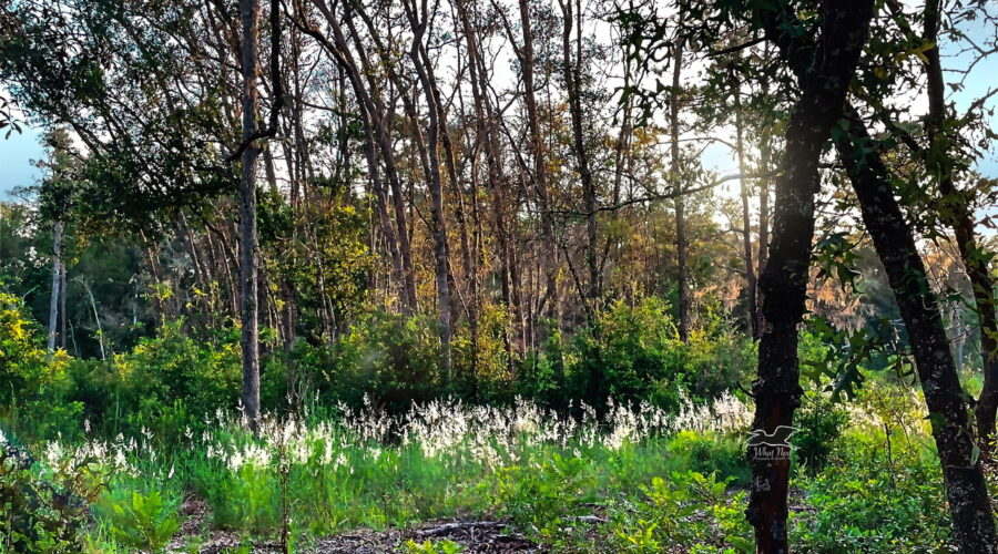 The morning sun lights up the tops of a patch of Cogon grass, making them almost glow.