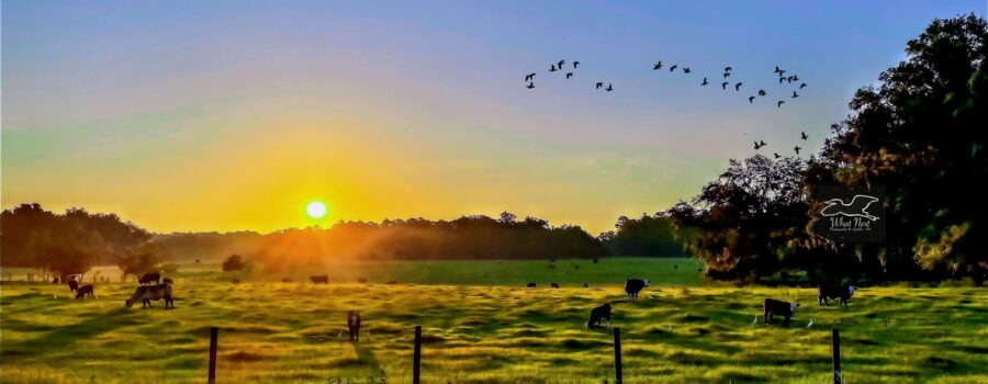 The sun rises in a cloudless sky over a grassy field where cattle graze and cattle egrets follow them to hunt for insects.