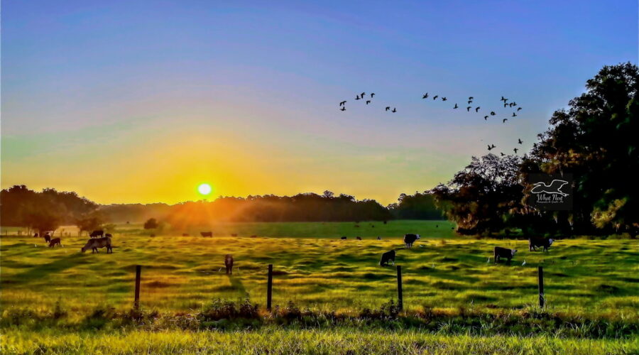 The sun rises in a cloudless sky over a grassy field where cattle graze and cattle egrets follow them to hunt for insects.