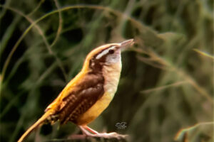 A Carolina wren sings his song to mark his territory on a sunny afternoon.