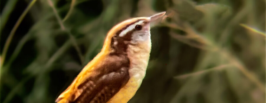 A Carolina wren sings his song to mark his territory on a sunny afternoon.