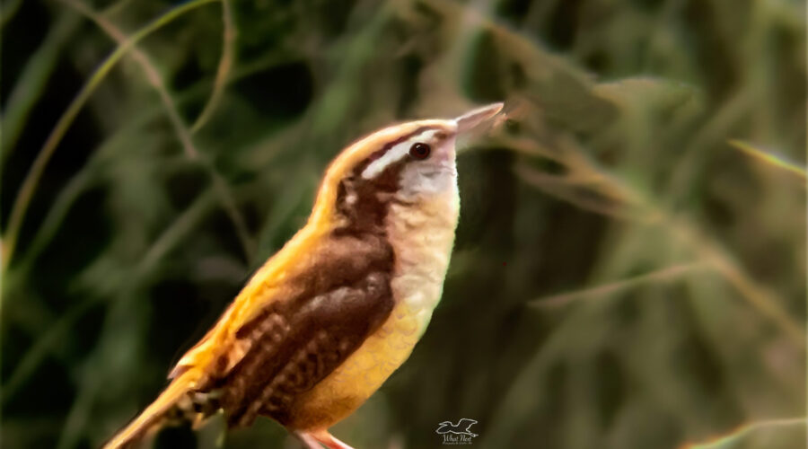 A Carolina wren sings his song to mark his territory on a sunny afternoon.