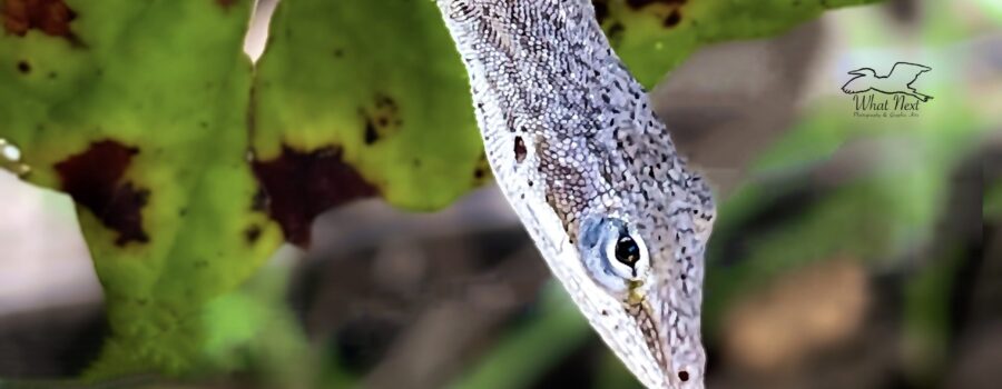 A green anole in brown phase greets the home owner on her arrival home.