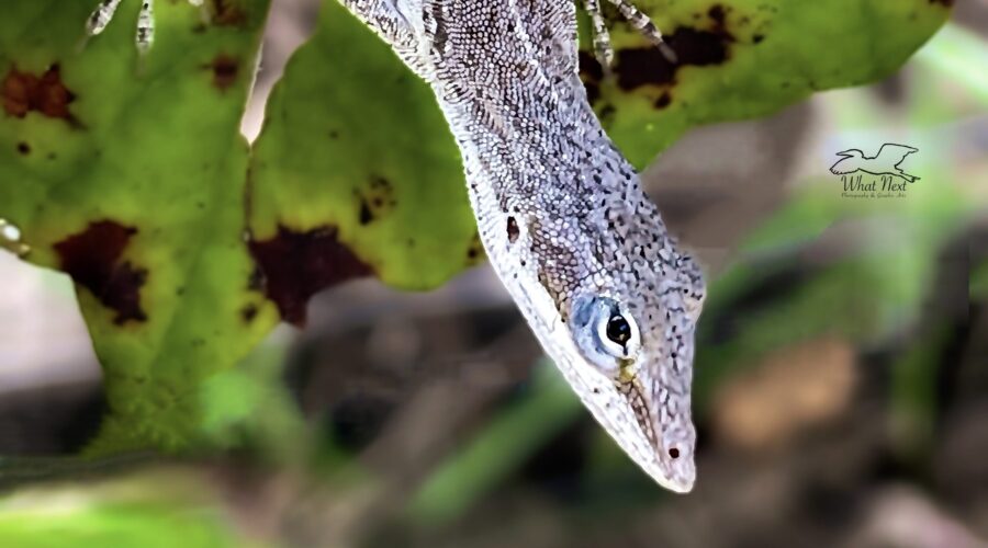 A green anole in brown phase greets the home owner on her arrival home.