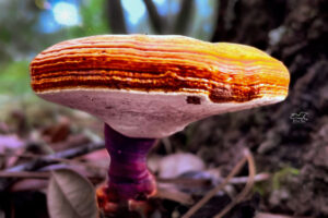 A side view of a golden reishi mushroom shows the ringed structure of its cap and the pores beneath the cap.