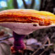 Golden Reishi is an Extremely Interesting Mushroom