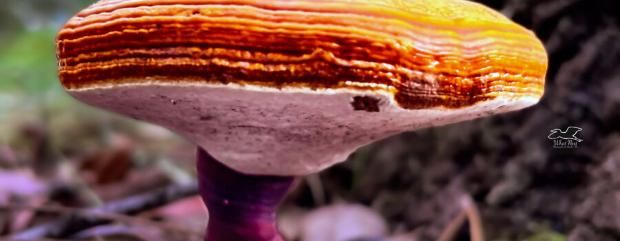 A side view of a golden reishi mushroom shows the ringed structure of its cap and the pores beneath the cap.