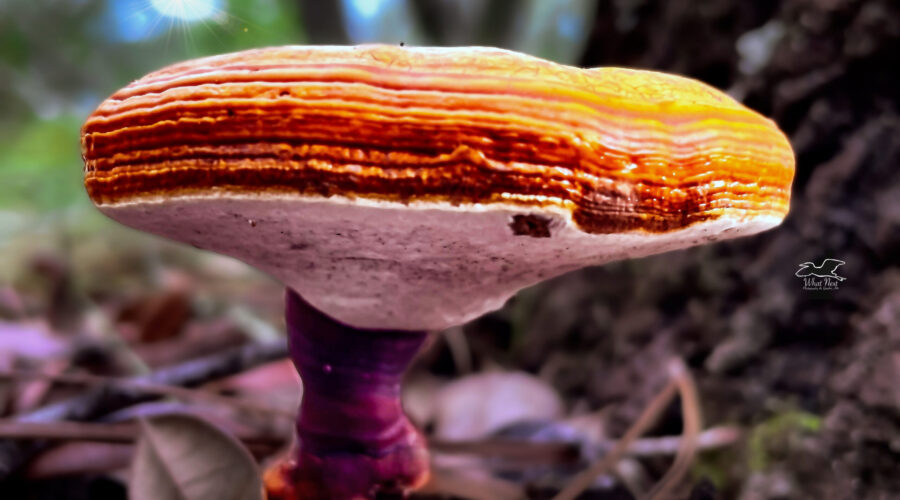 A side view of a golden reishi mushroom shows the ringed structure of its cap and the pores beneath the cap.